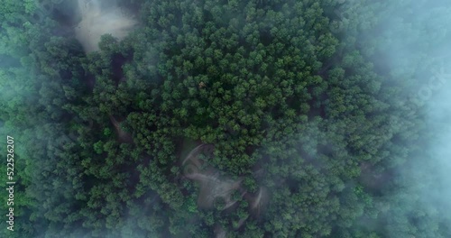 The camera flies over the forest covered with fog