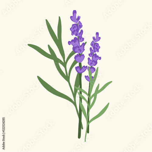 Sprig of lavender on a white background. Flat design, cartoon.