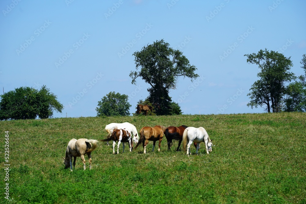 Obraz premium herd of horses