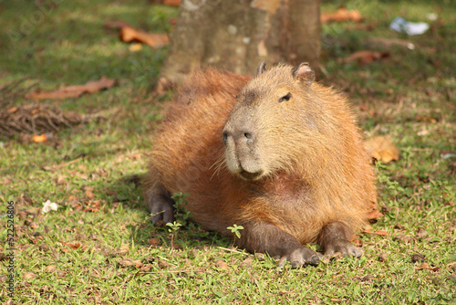 Capybaras in the sun at the edge of a lake