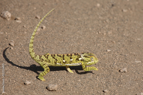 Lappenchamäleon / Flap-necked chameleon / Chamaeleo dilepis. photo