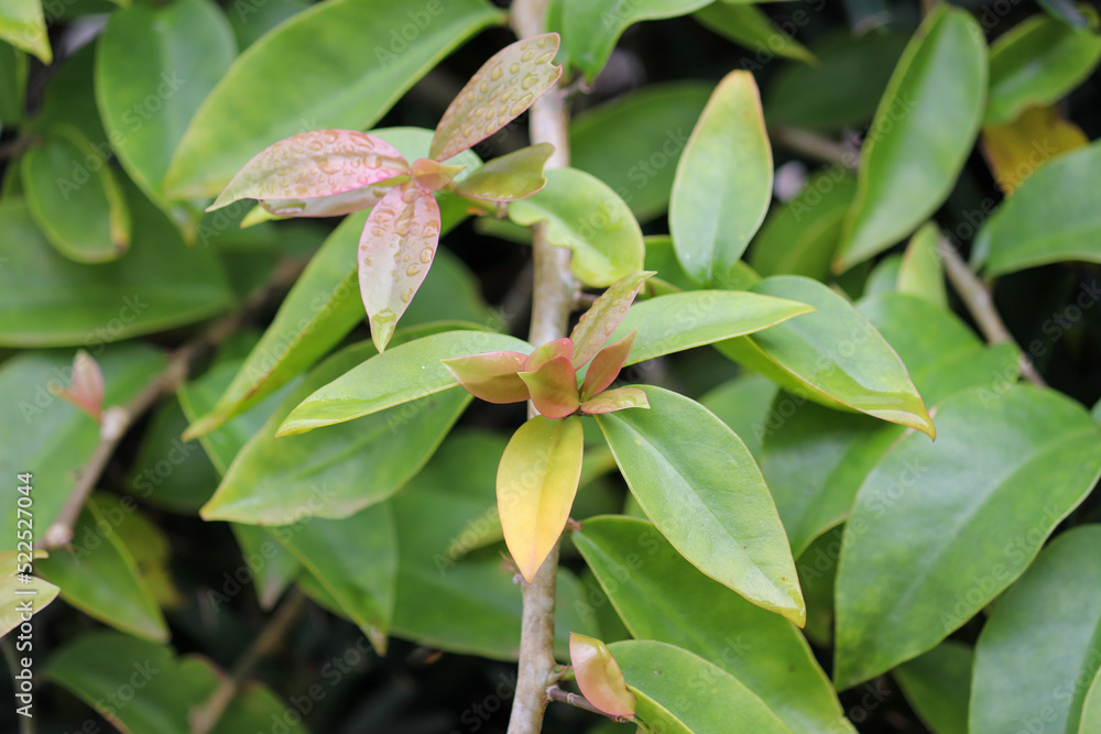 Photograph of a beautiful Pereskia aculeata. Photograph of a beautiful Pereskia aculeata.