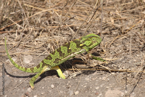 Lappenchamäleon / Flap-necked chameleon / Chamaeleo dilepis. photo