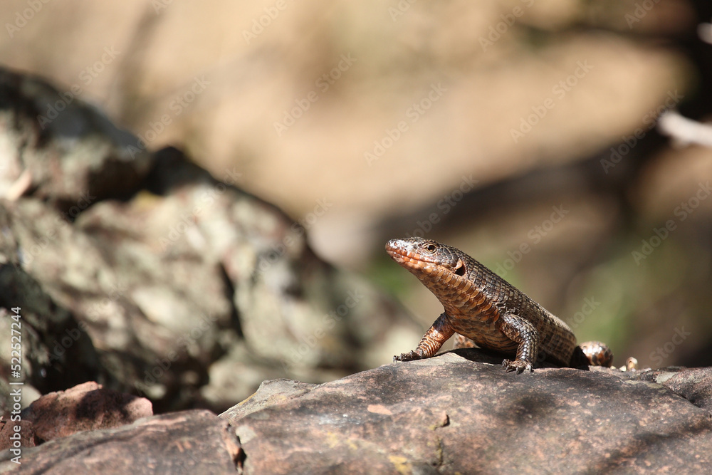 Felsen-Schildechse / Giant plated lizard / Matobosaurus validus Felsen-Schildechse / Giant plated lizard / Matobosaurus validus