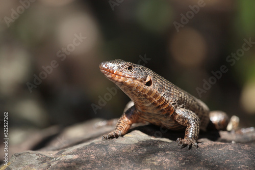 Felsen-Schildechse   Giant plated lizard   Matobosaurus validus