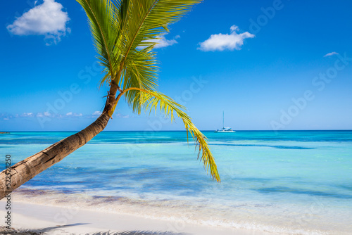 Fototapeta Naklejka Na Ścianę i Meble -  Tropical paradise: caribbean beach with single palm tree and boat, Punta Cana