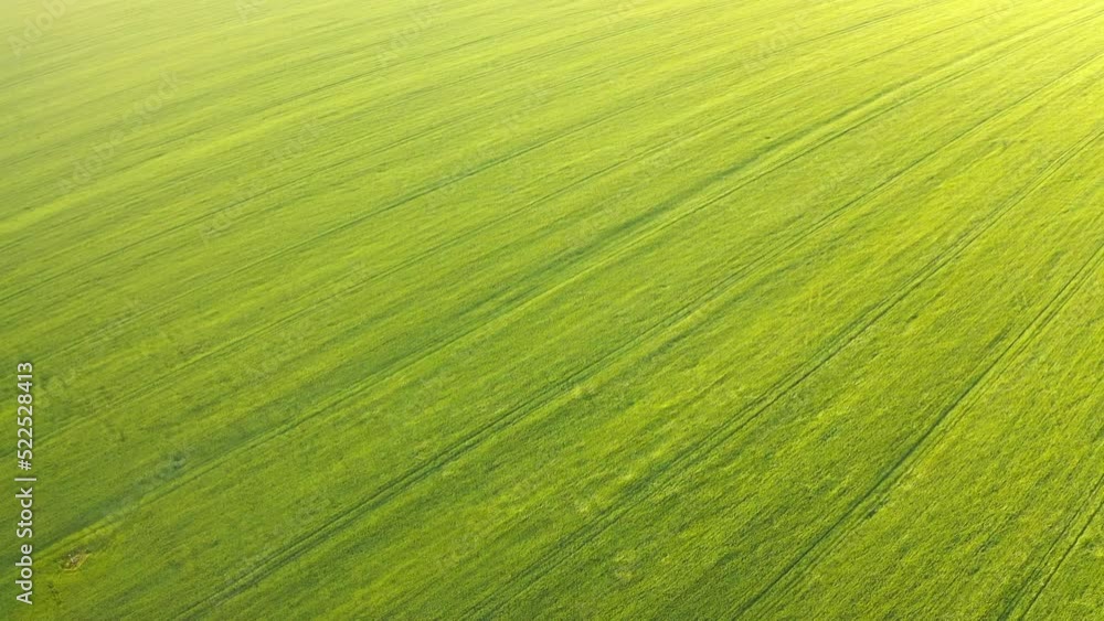 Ripening wheat ears growing in the field. Aerial drone view on field in the countryside. Wheat field view Ripening wheat ears growing in the field. Aerial drone view on field in the countryside. Wheat field view