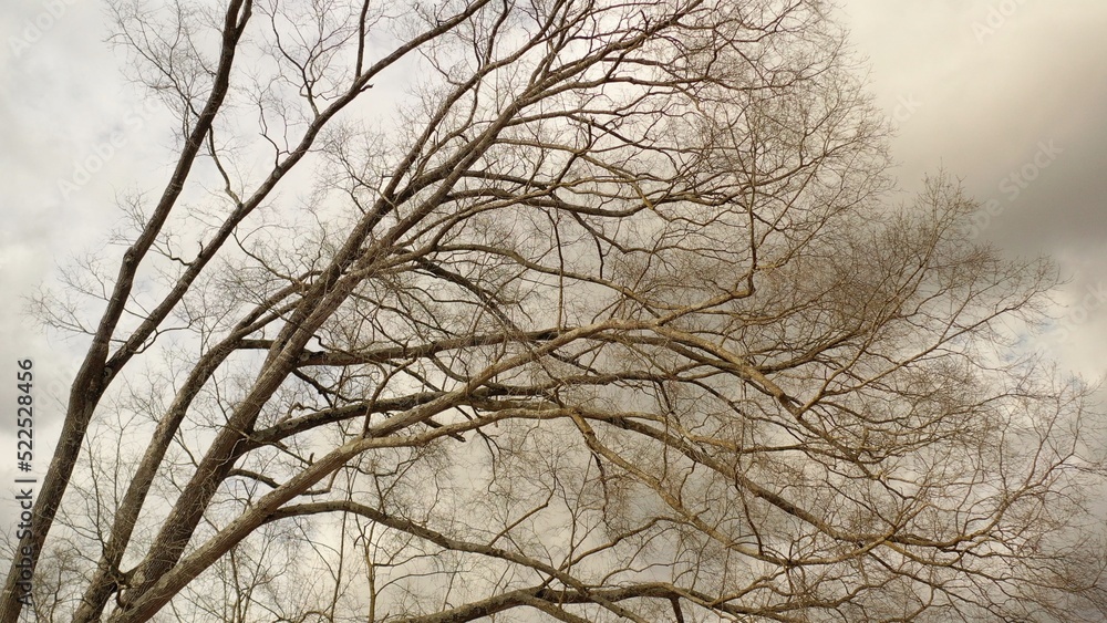 Obraz premium Nature with trees against a cloudy sky in rural countryside in small southern town