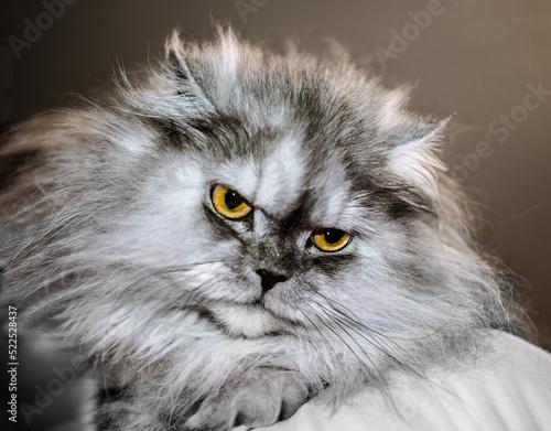 cat gray persian with yellow eyes