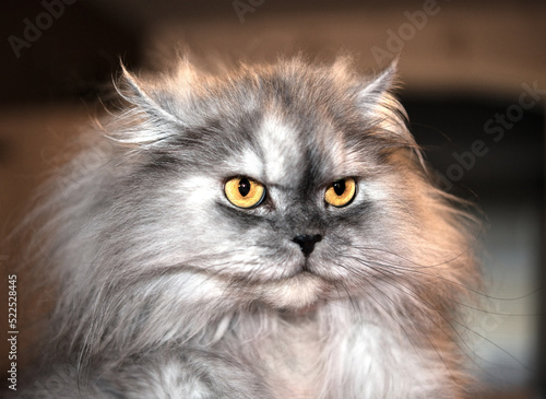 cat gray persian  with yellow eyes