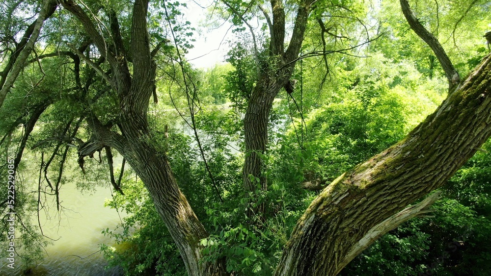 Nature park in summer time with trees by the Erie Canal in New York State small town in America Nature park in summer time with trees by the Erie Canal in New York State small town in America