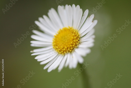 daisy flower closeup