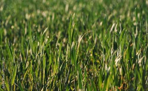 Close up view of the green grass that on the field at summer