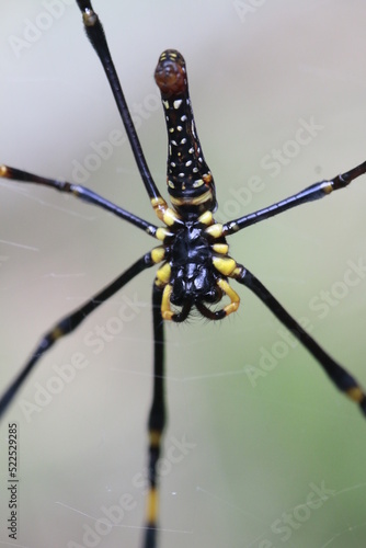 spider on a web