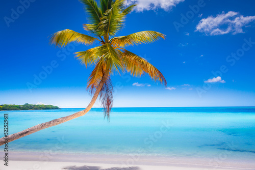 Fototapeta Naklejka Na Ścianę i Meble -  Tropical paradise: caribbean beach with palm tree, Punta Cana, Saona Island
