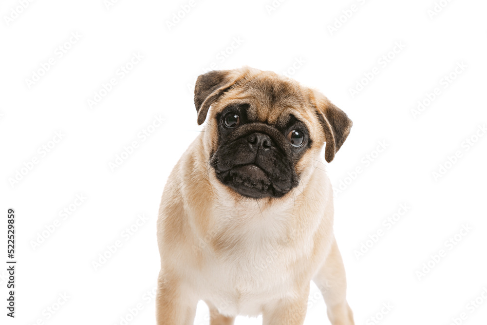 Studio shot of purebred dog, pug, posing isolated over white background. Attentively looking at camera