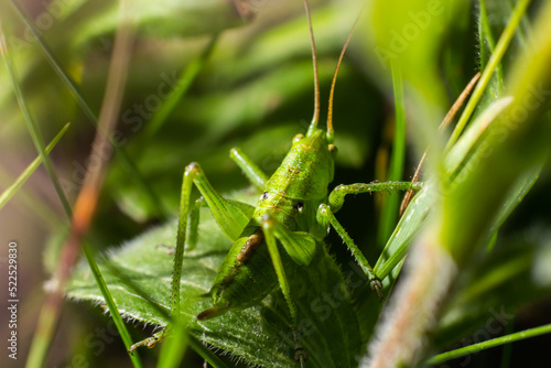 green grasshopper on the grass on a blurred background. Grasshopper on a flower macro view. Grasshopper profile. Grasshopper macro view
