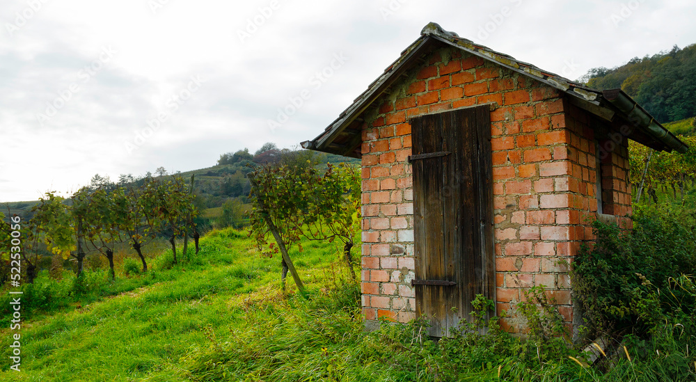 Obraz premium Weinberge Reben Rebhütte