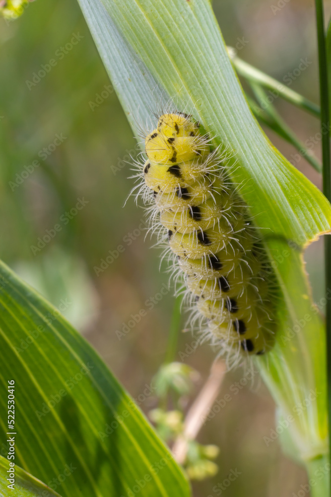 Fototapeta premium Yellow caterpillar with black dots of the butterfly Zygaena filipendulae