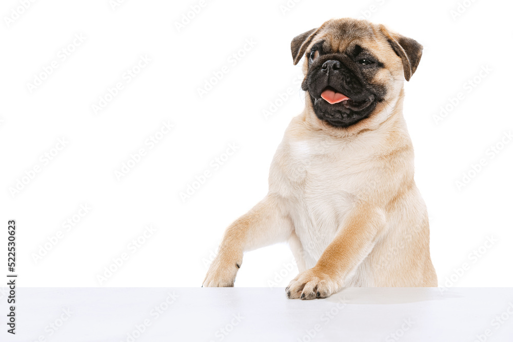 Studio shot of cute purebred dog, pug, posing with sticking ot tongue isolated over white background. Winking