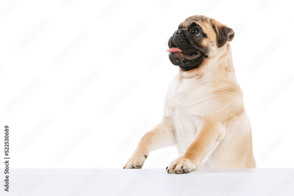 Studio shot of purebred dog, pug, posing with sticking ot tongue isolated over white background.
