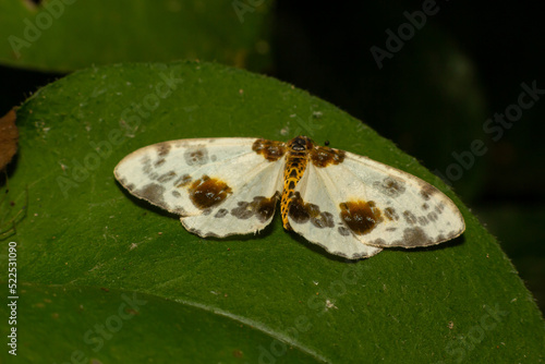 Spotted butterfly abraxas sylvata broadly spread its wings with brown spots photo
