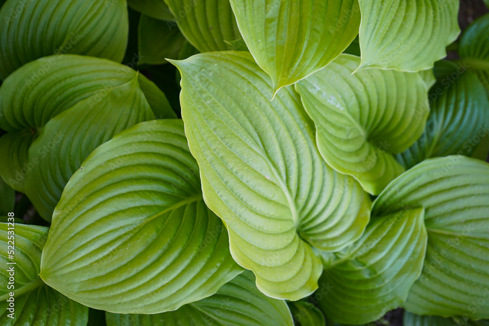 Decorative garden plant Hosta, close-up. The green leaves of Hosta in summer, top view. Decorative garden plant Hosta, close-up. The green leaves of Hosta in summer, top view.