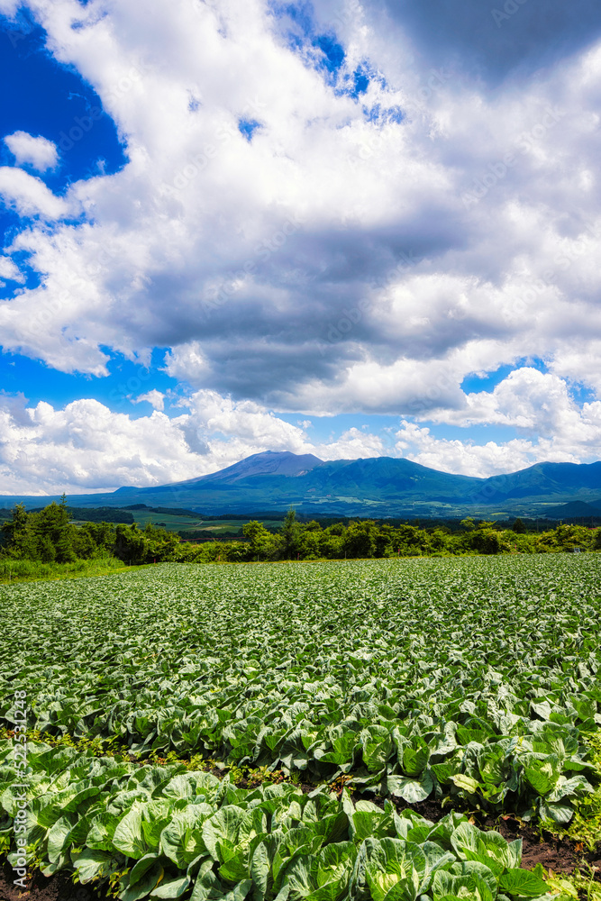 雲を近く感じる夏の嬬恋高原で、丘の上から広大なキャベツ畑を眺望