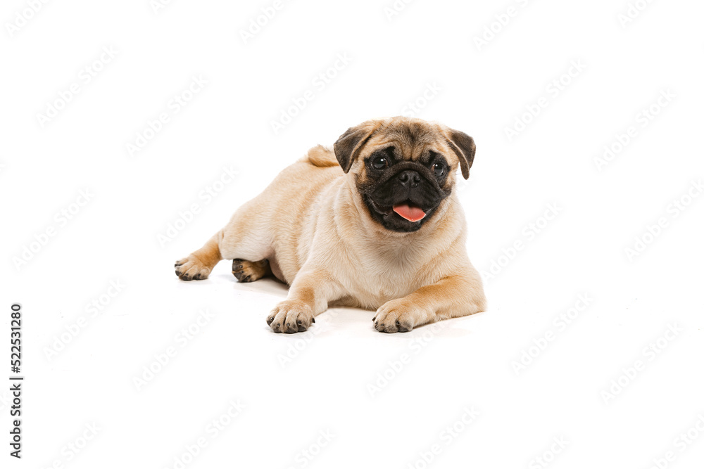 Studio shot of cute purebred dog, pug, posing isolated over white background. Cheerfully lying on floor