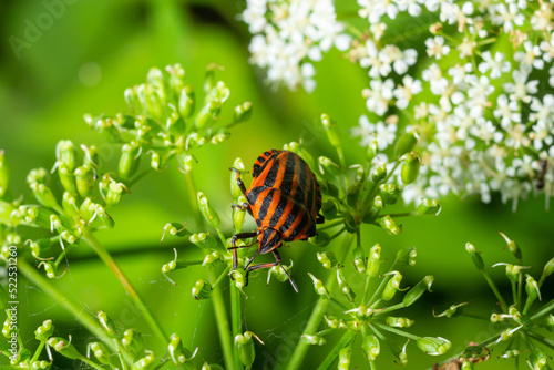 Colorful Striped Bug or Minstrel Bug Graphosoma lineatum, Graphosoma italicum. Insects of natural meadows and forests