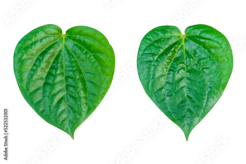 Wildbetal Leafbush (Piper sarmentosum Roxb.) isolated on white background with clipping path photo