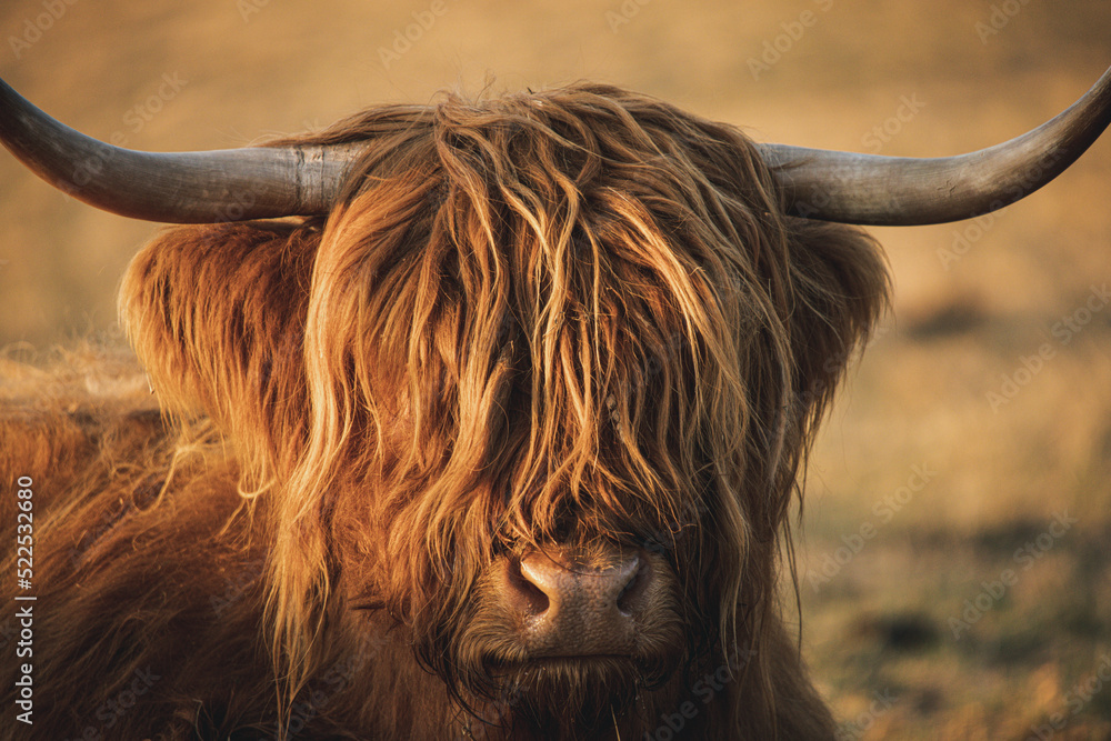 Aluminium schilderij met scottish highland cow #522532680