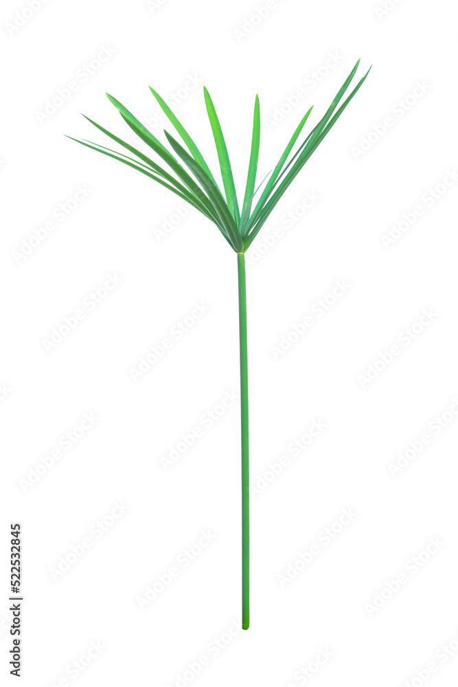 Umbrella plant, Papyrus, Cyperus alternifolius L. Isolated on white backgrund. with clipping path. Umbrella plant, Papyrus, Cyperus alternifolius L. Isolated on white backgrund. with clipping path.