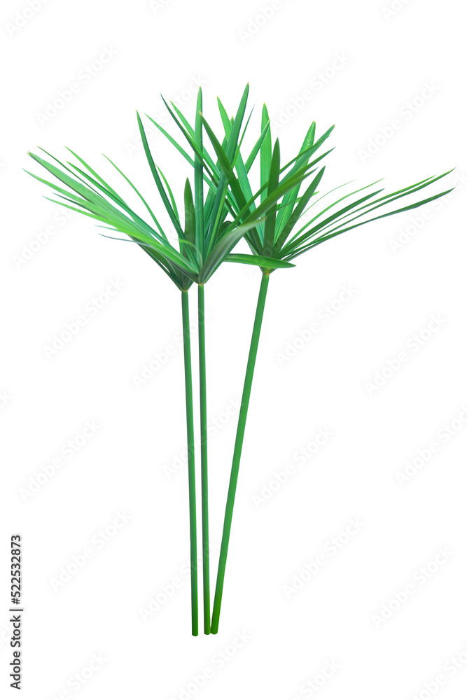Fototapeta premium Umbrella plant, Papyrus, Cyperus alternifolius L. Isolated on white backgrund. with clipping path.