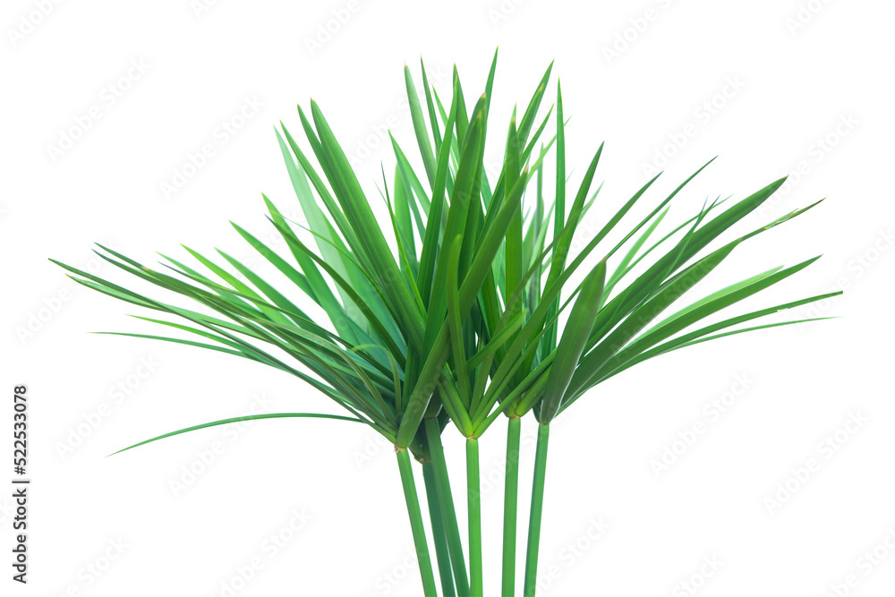 Umbrella plant, Papyrus, Cyperus alternifolius L. Isolated on white backgrund. with clipping path.