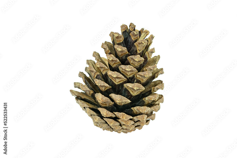 Pine cones isolated on white background with clipping path.