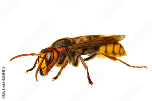 insects of europe - wasps: macro of european hornet ( Vespa crabro - Europäische Hornisse ) isolated on white background