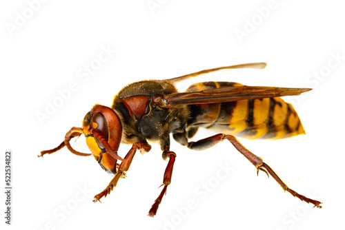 insects of europe - wasps: macro of  european hornet  ( Vespa crabro - Europäische Hornisse )  isolated on white background