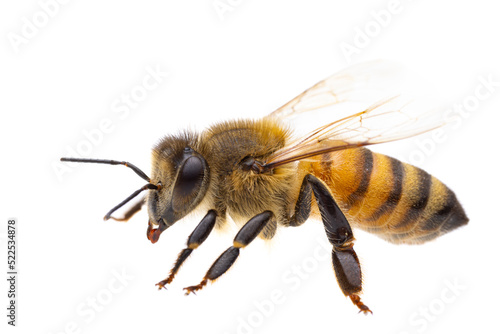 insects of europe - bees: side view macro of european honey bee ( Apis mellifera) isolated on white background - detail of head