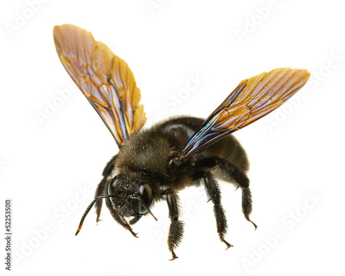insects of europe - bees: macro of male violet carpenter bee (Xylocopa violacea german Blauschwarze Holzbiene)  isolated on white background with spreaded wings
