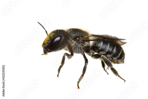 insects of europe - bees: side view of female Osmia caerulescens blue mason bee  (german Stahlblaue Mauerbiene)  isolated on white background photo