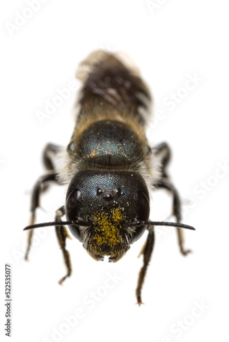 insects of europe - bees: front view - head of female Osmia caerulescens blue mason bee  (german Stahlblaue Mauerbiene)  isolated on white background photo