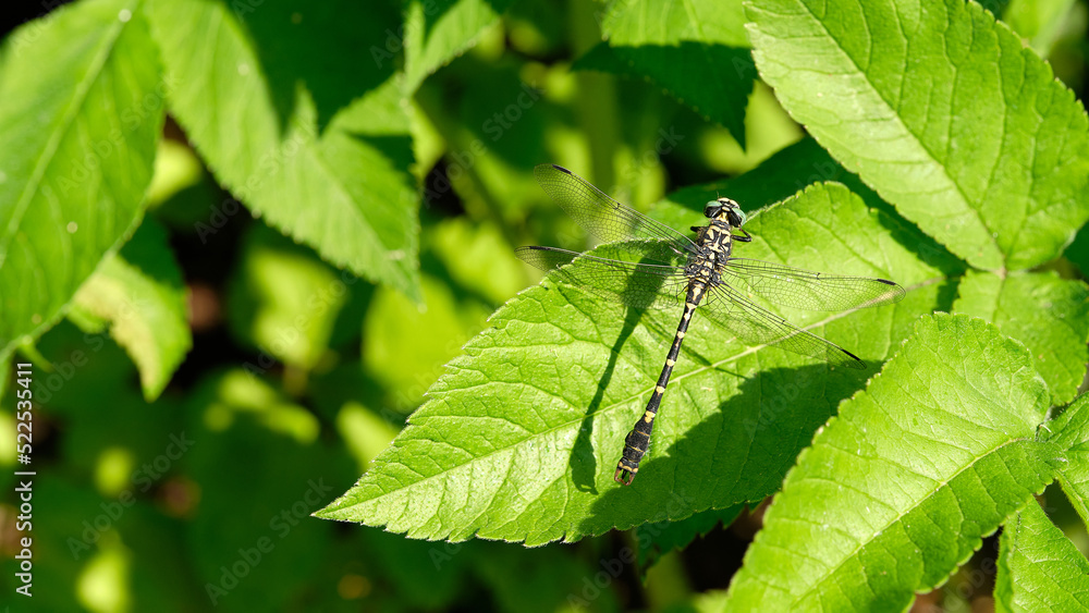 Banner. Closeup of a large dragonfly. Insect on a bright leaf of goutweed. Banner. Closeup of a large dragonfly. Insect on a bright leaf of goutweed.