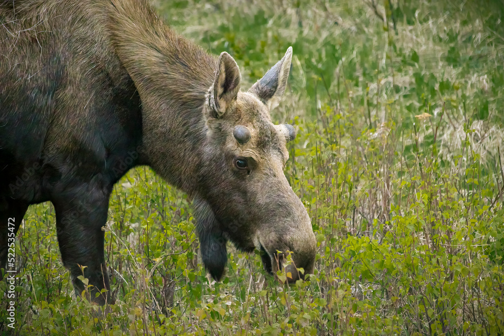 Juvenile Moose (2022) Juvenile Moose (2022)