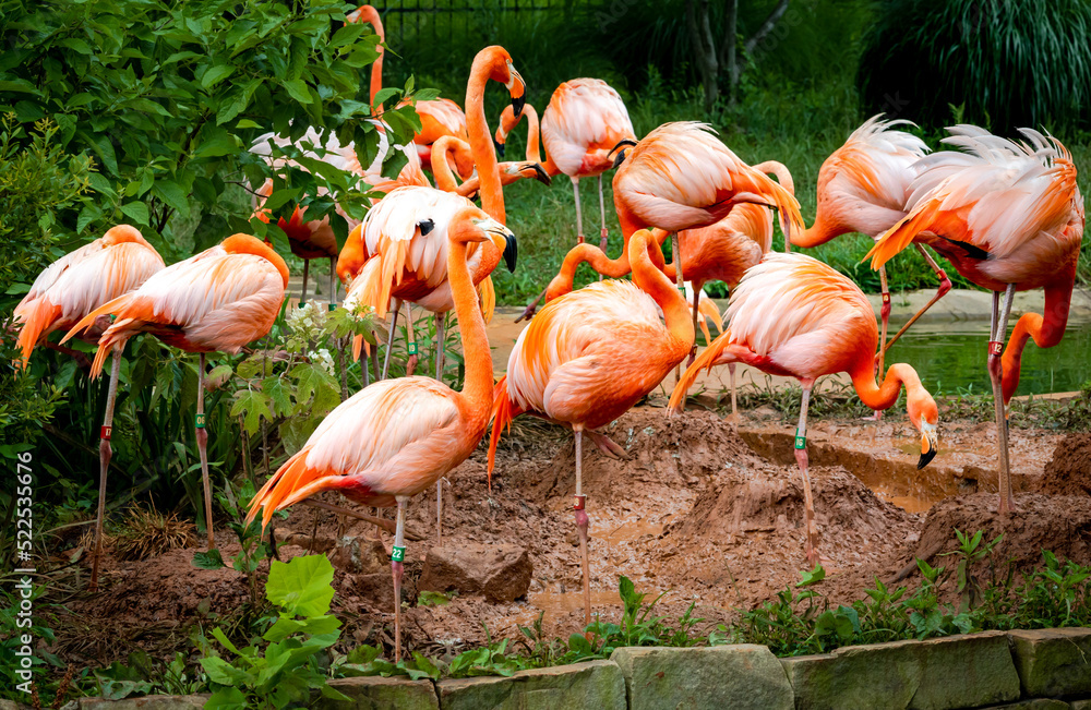 A flock of American Flamingos foraging at a zoo in Alabama. A flock of American Flamingos foraging at a zoo in Alabama.