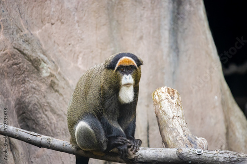 De Brazza's monkey sitting on a log at a zoo in Alabama. photo