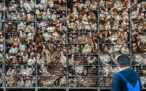 Hens, chickens and eggs in the cages of an industrial farm. Multi-level production conveyor line for the production of chicken eggs. Poultry farm.