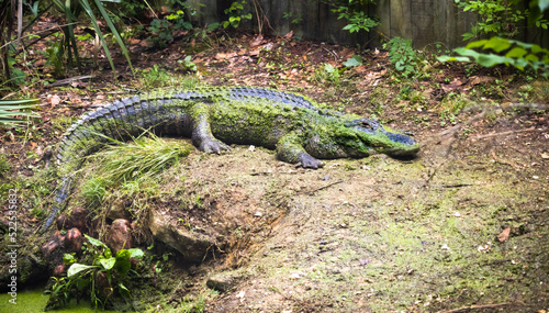 American Alligator covered in moss as a zoo animal in Alabama.