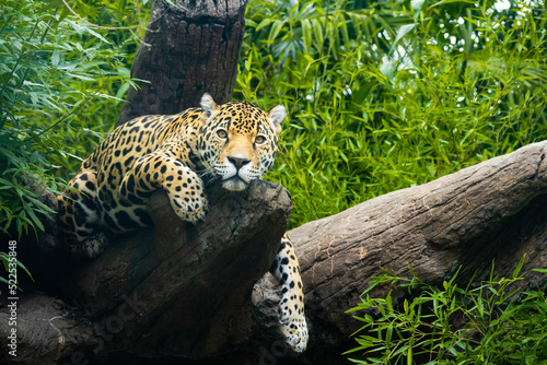 Jaguar resting on a log in a natural setting as a zoo animal in Alabama.
