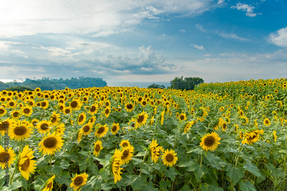 Fototapeta premium 太陽に向かって咲く花々：大分・長崎鼻、広大なひまわり畑と夏の空 Flowers Blooming Towards the Sun: Nagasakibana, Oita, a Vast Sunflower Field and Summer Sky